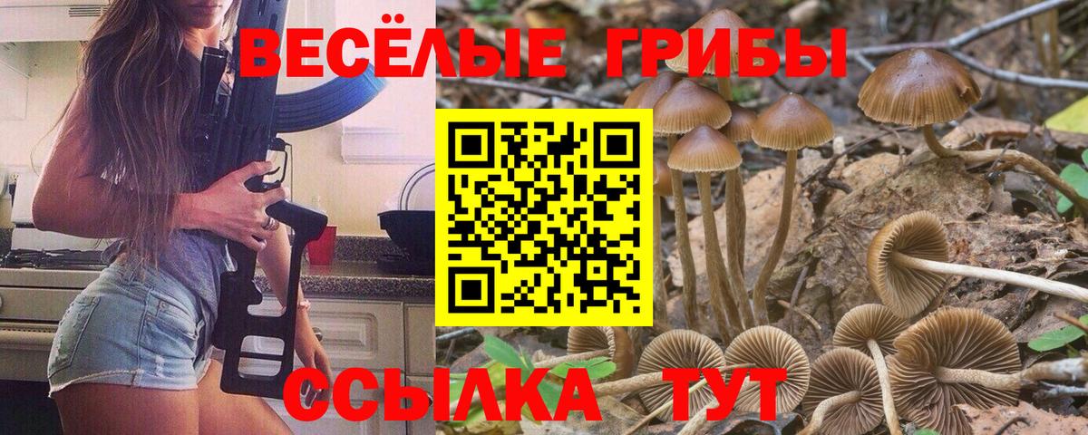 Галлюциногенные грибы Cubensis  Псилоцибиновые грибы прущие грибы  Курчатов  Вход с VPN 